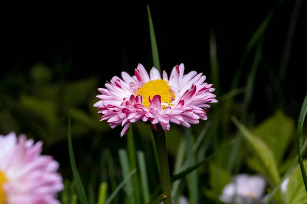 Crisântemo Uma Bela Flor Primavera — Fotografia de Stock