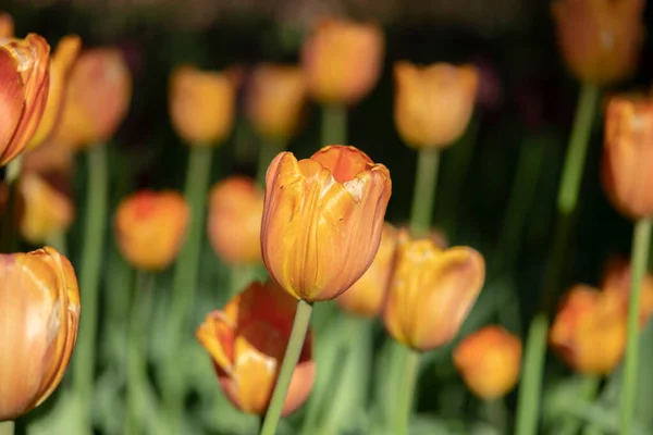 Bellissimi Tulipani Nell Area Del Parco — Foto Stock