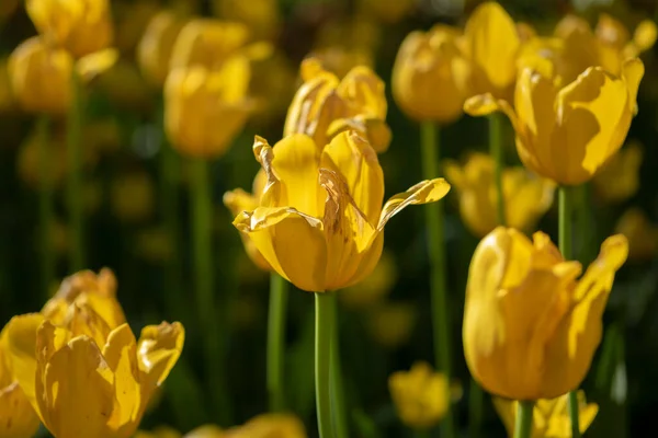 Gyönyörű Tulipánok Park Területén — Stock Fotó