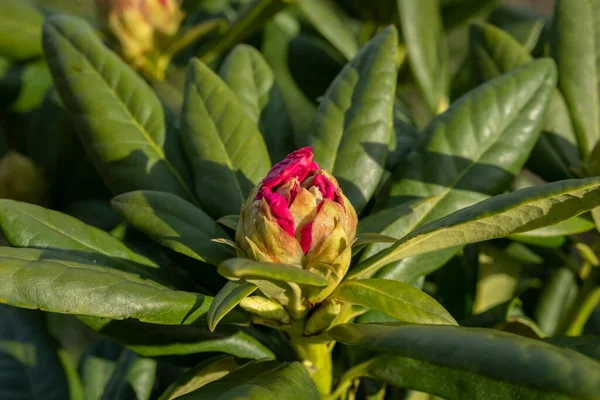 çiçek goncası rhododendron yakın plan