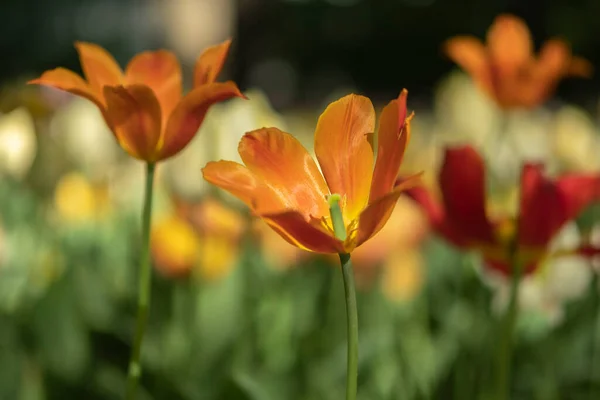 Красиві Тюльпани Парковій Зоні — стокове фото