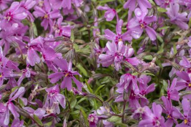 canlı pembe çiçeklerin arkaplanı