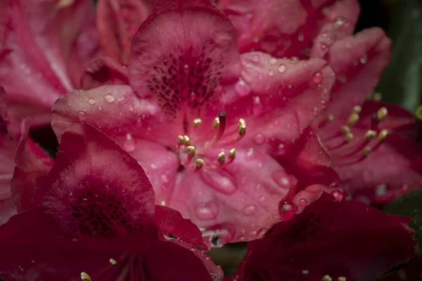 Kwitnący Rododendron Wiosna Właśnie Się Obudziła Pięknie Otworzyła Pączek Rododendronu — Zdjęcie stockowe