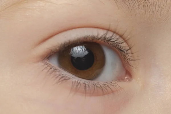 茶色の人間の目のクローズアップマクロ写真 ストック画像