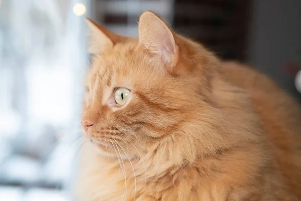 Focinho Gato Vermelho Retrato Belo Gato Cor Vermelha — Fotografia de Stock