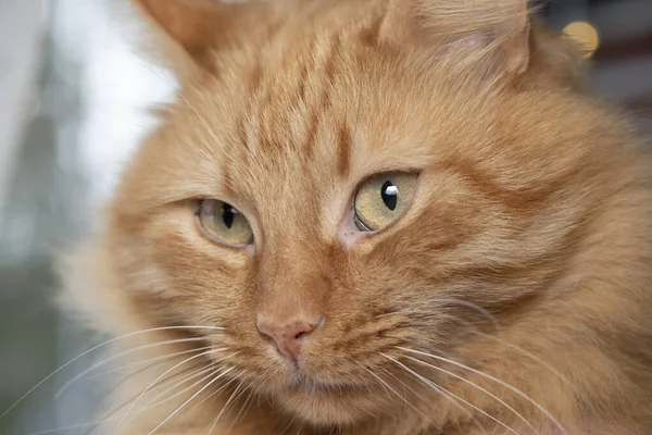 Focinho Gato Vermelho Retrato Belo Gato Cor Vermelha — Fotografia de Stock
