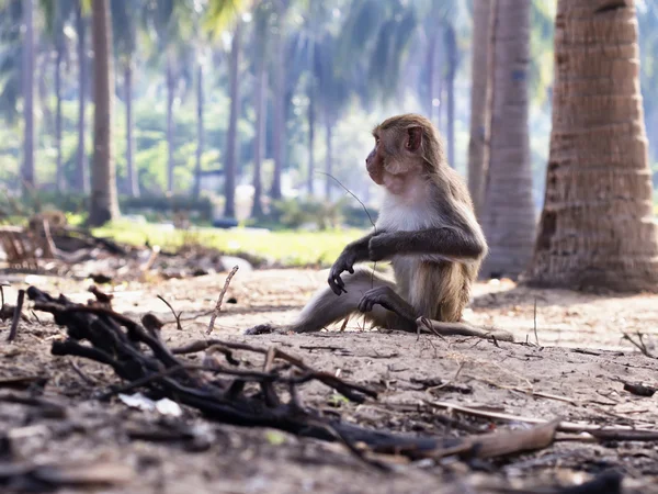 Makaak monkey — Stockfoto