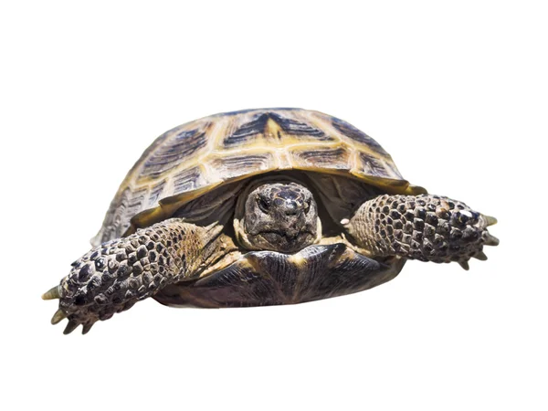 Aislamiento de tortuga — Foto de Stock