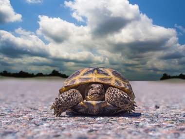Tortoise traveler clipart