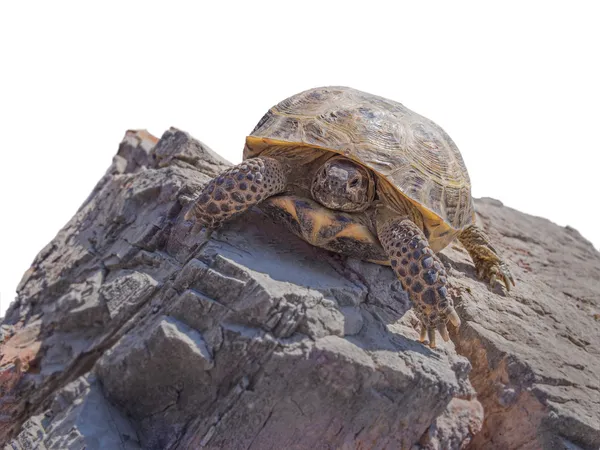 Tortuga que cae — Foto de Stock