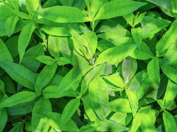 Green leaves