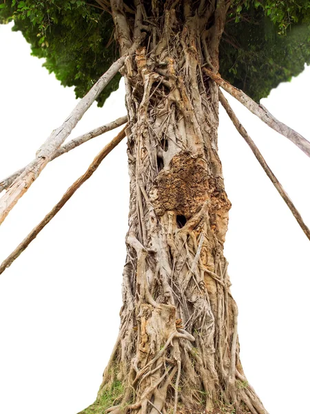 Unusual tree — Stock Photo, Image
