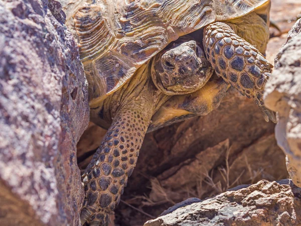 Målmedveten sköldpadda — Stockfoto