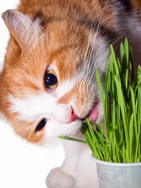 Cat eat grass — Stock Photo, Image