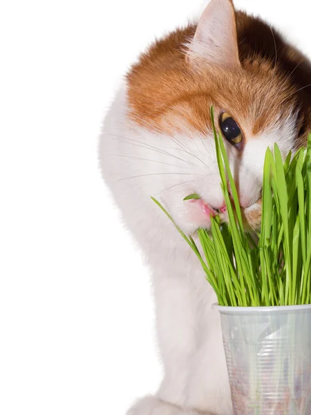 Gato comer grama — Fotografia de Stock