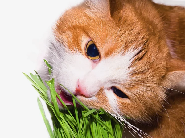 猫草を食べる — ストック写真