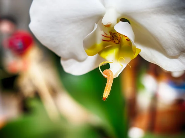 Wurm auf der Orchidee — Stockfoto