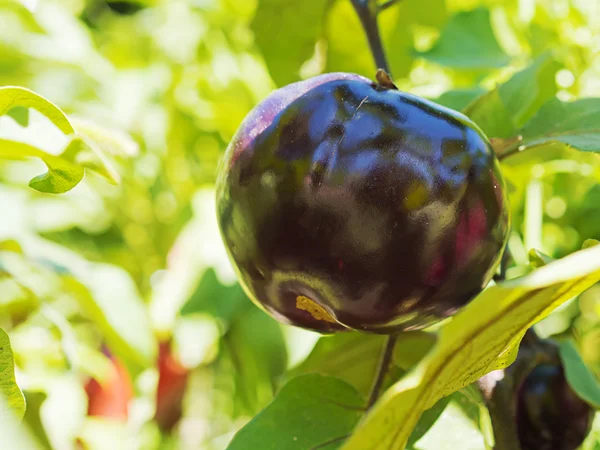 Round eggplant — Stock Photo, Image