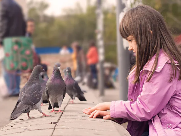 Small caucasian girl feeding pigeons — Stock Photo, Image