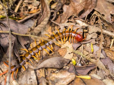 Scolopendra