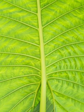 arka plan tropikal yaprak