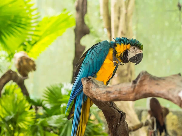 Parrot — Stock Photo, Image