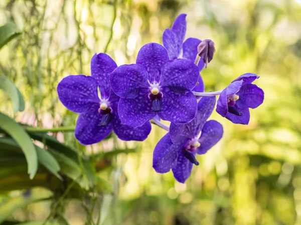 Orchideenwurzeln — Stockfoto