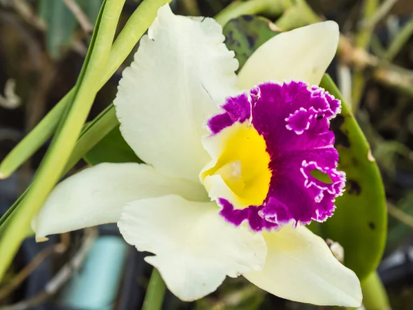 Raízes de orquídeas — Fotografia de Stock