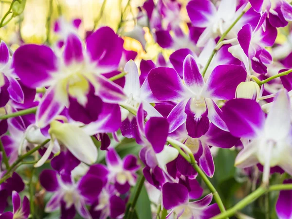 Raízes de orquídeas — Fotografia de Stock