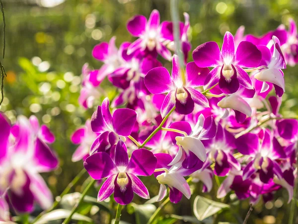 Orchids roots — Stock Photo, Image