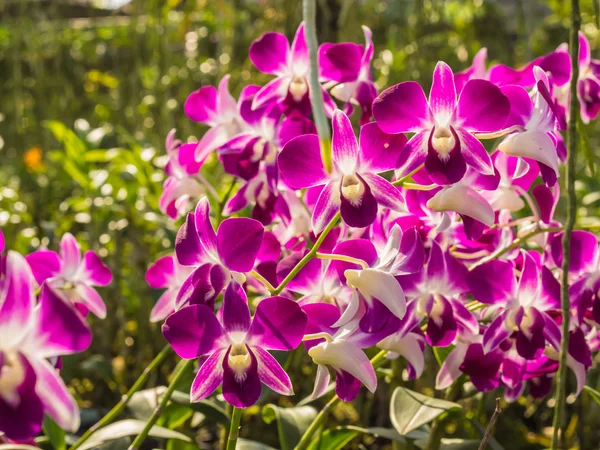 Raízes de orquídeas — Fotografia de Stock