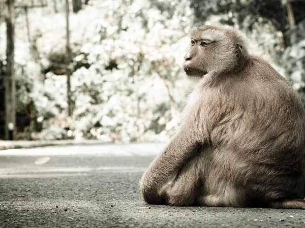 Maymun portre — Stok fotoğraf