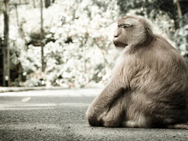 Monkey portrait — Stock Photo, Image