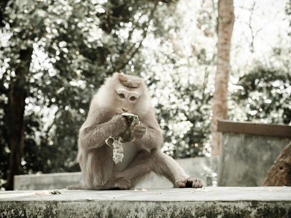 Monkey porträtt — Stockfoto