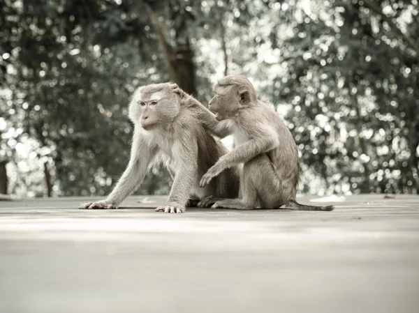 Портрет обезьяны — стоковое фото