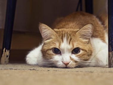 Üzgün kedi.