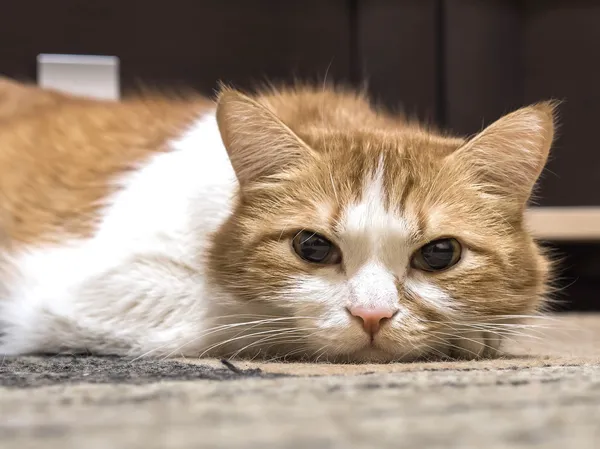 Gato triste — Foto de Stock