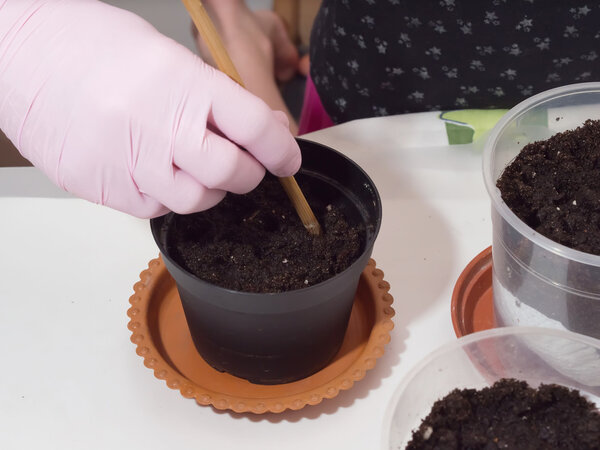 Cultivate home flowers