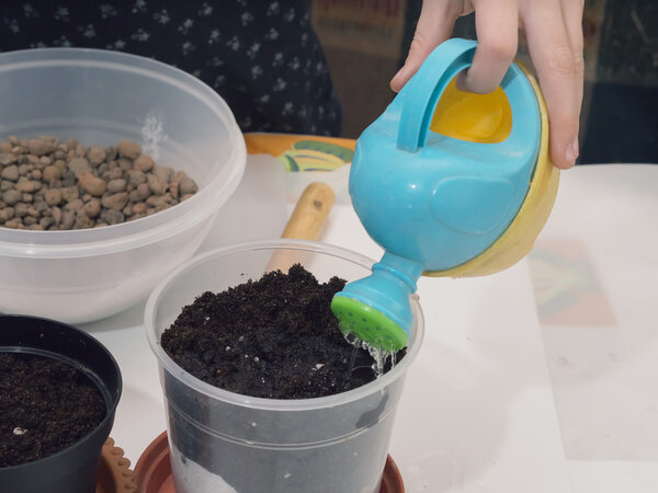 Cultivate home flowers