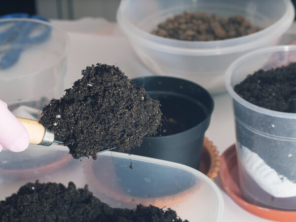 Cultivate home flowers