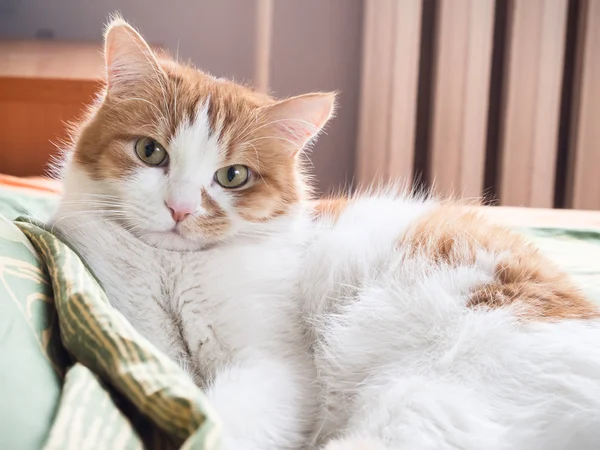 Грустная кошка — стоковое фото