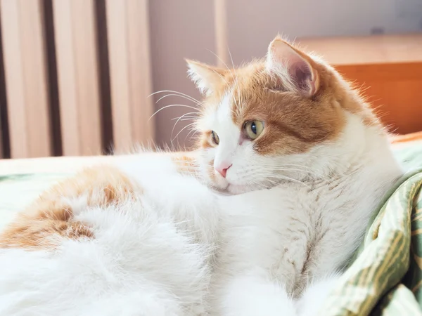 Gato triste — Fotografia de Stock