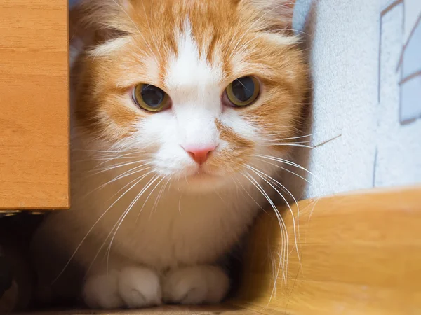 Pisică tristă — Fotografie, imagine de stoc