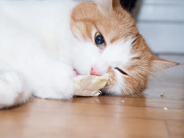 猫草を食べる — ストック写真