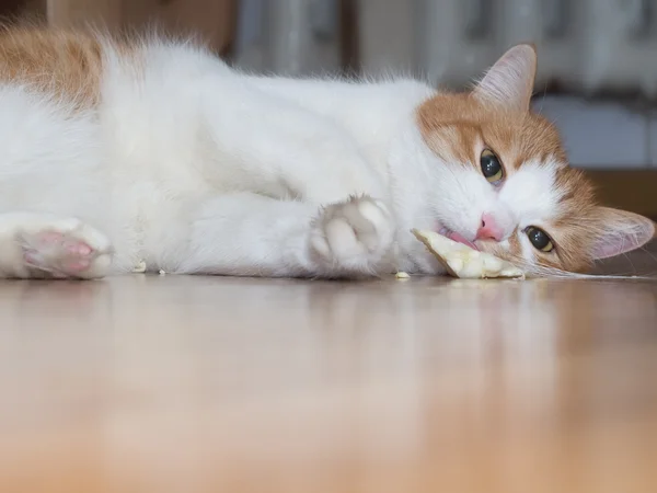 Кошка ест траву — стоковое фото