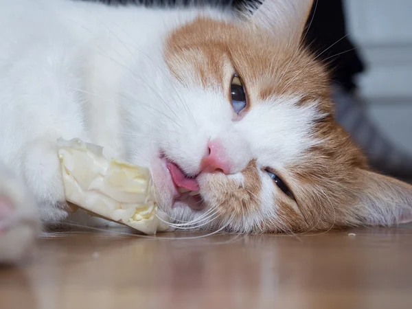 Γάτα τρώνε χόρτο — Φωτογραφία Αρχείου
