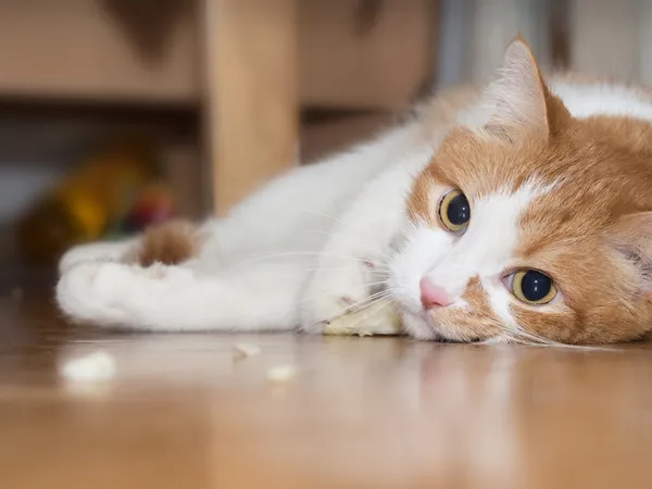 Kot jeść trawa — Zdjęcie stockowe