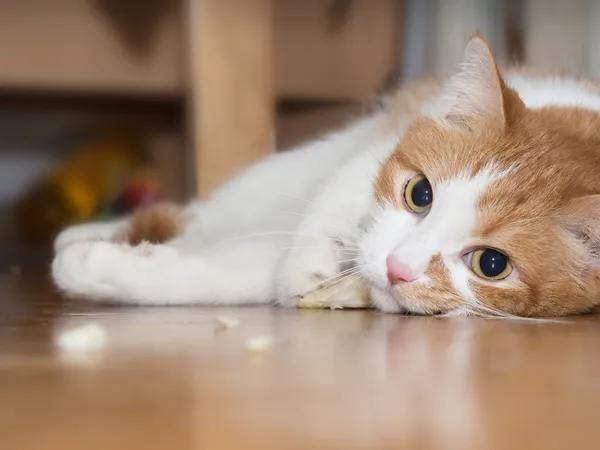 Gato comer hierba — Foto de Stock