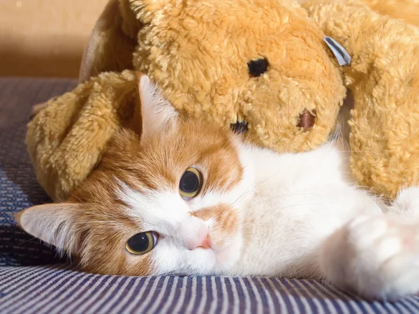 Chat Malade Images Libres De Droit Photos De Chat Malade Depositphotos