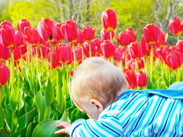 Baby in the tulip field — Stock Photo, Image